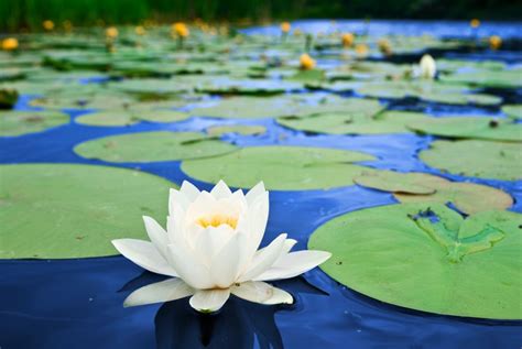 睡蓮|睡蓮の花言葉｜花が咲く時期や季節、種類、蓮(ハス) 